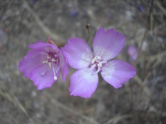 Clarkia cylindrica