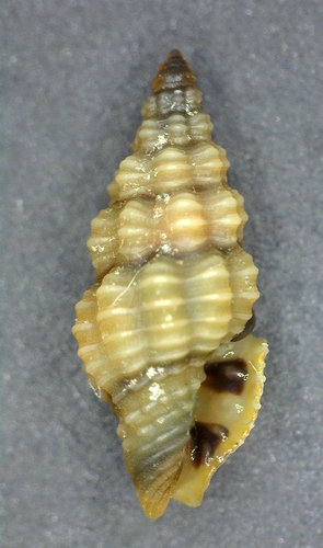 Lienardia mighelsi observed 2024-05-07
