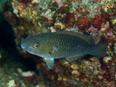 Knobsnout Parrotfish photo 4
