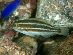 Knobsnout Parrotfish photo 5