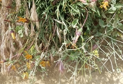 Agoseris apargioides
