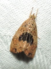 Crocidolomia suffusalis