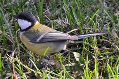 Parus major
