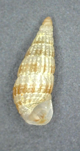 Apataxia cerithiiformis observed 2024-05-07