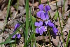 Viola hirta