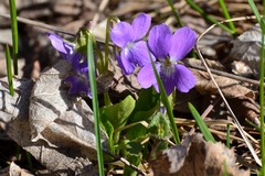 Viola hirta