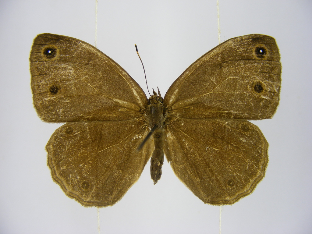 Cinnamon Bush Brown