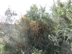 Tristerix penduliflorus