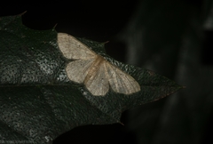 Idaea pilosata