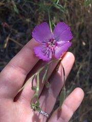 Clarkia gracilis