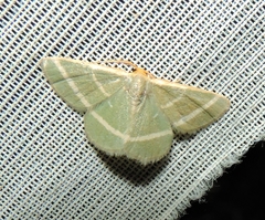 Mixocera latilineata