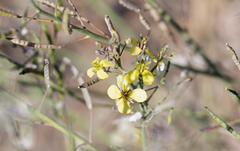 Brassica fruticulosa