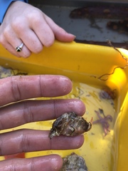 Rhamphocottus richardsonii