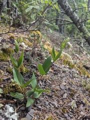 Clematis viticaulis, photograph (c) Alaina Krakowiak, some rights reserved (CC BY)