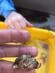 Rhamphocottus richardsonii