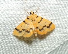 Dichocrocis clytusalis