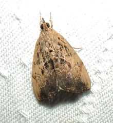 Crocidolomia suffusalis