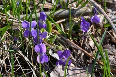 Viola hirta