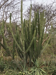 Cereeae
