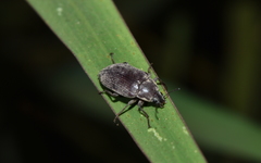 Bothrotes angusticollis