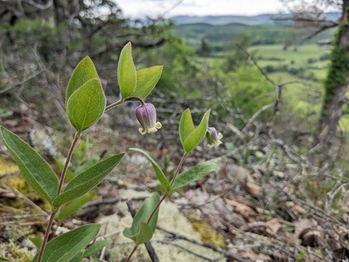 Image of Millboro Leather Flower by (c) Alaina Krakowiak, some rights reserved (CC BY)