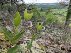 Clematis viticaulis, photograph (c) Alaina Krakowiak, some rights reserved (CC BY)