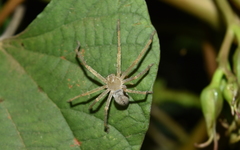 Curicaberis culiacan