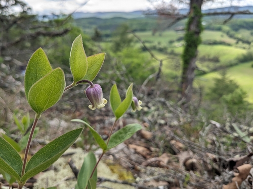 Image of Millboro Leather Flower by (c) Alaina Krakowiak, some rights reserved (CC BY)