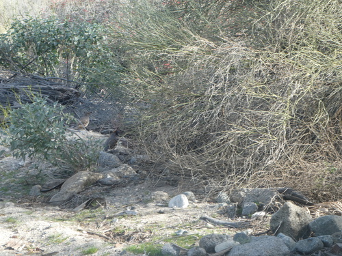 iNaturalist observation photo of Gambel's Quail