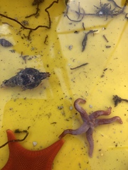 Rhamphocottus richardsonii