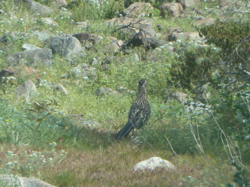 iNaturalist observation photo of Greater Roadrunner