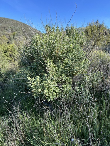 Malacothamnus aboriginum, photograph 3