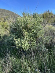 Malacothamnus aboriginum, photograph (c) Steve Matson, some rights reserved (CC BY)