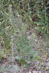 Brassica fruticulosa