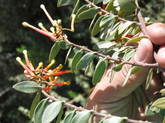 Tristerix penduliflorus