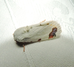 Chasmina pulchra