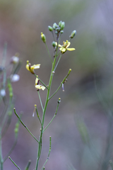 Brassica fruticulosa
