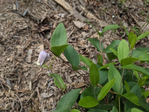 Image of Millboro Leather Flower by (c) Alaina Krakowiak, some rights reserved (CC BY)