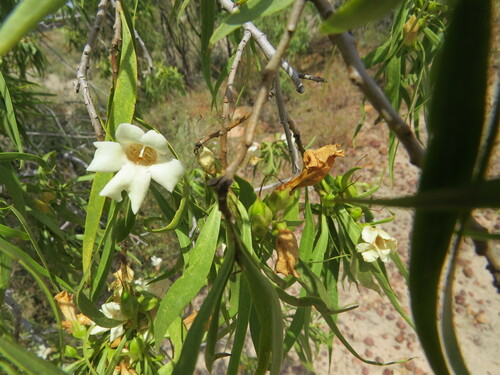 Image of Eremophila bignoniiflora by (c) ian_mcallan, some rights reserved (CC BY)