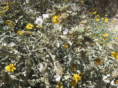 Tarasa capitata