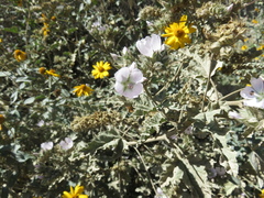 Tarasa capitata