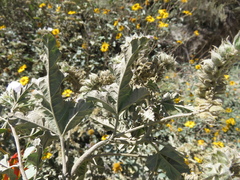 Tarasa capitata