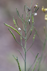 Brassica fruticulosa