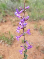 Penstemon fendleri
