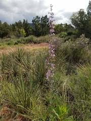 Penstemon fendleri