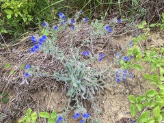 Anchusa azurea