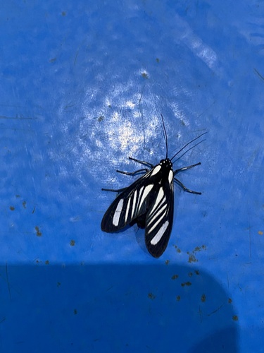 Rhipha strigosa