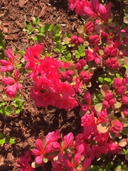 Rhododendron indicum