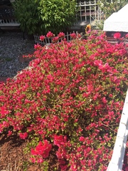 Rhododendron indicum