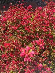 Rhododendron indicum